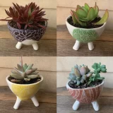 Succulent tiny pots